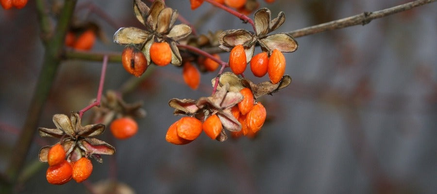 goji berries on small branches in the tree against dark grey brown blurry background
